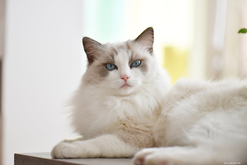 Ragdoll Cat: The Gentle, Affectionate Companion You’ve Been Searching For