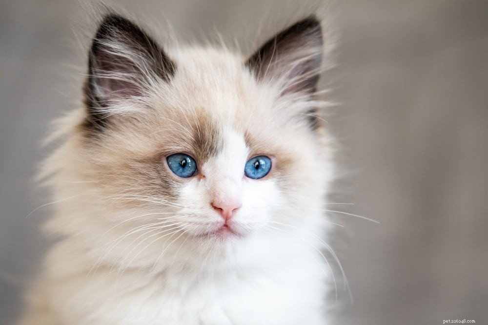 Ragdoll Cat: The Gentle, Affectionate Companion You’ve Been Searching For