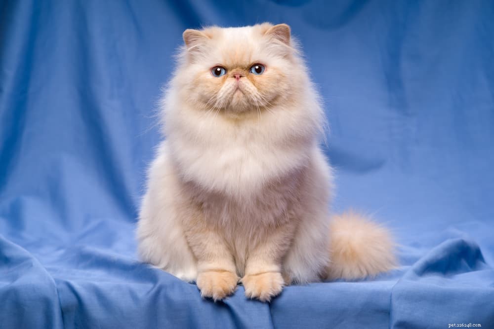 Discover the Persian Cat: Elegant, Loyal, and Perfect for Lap-Sitting