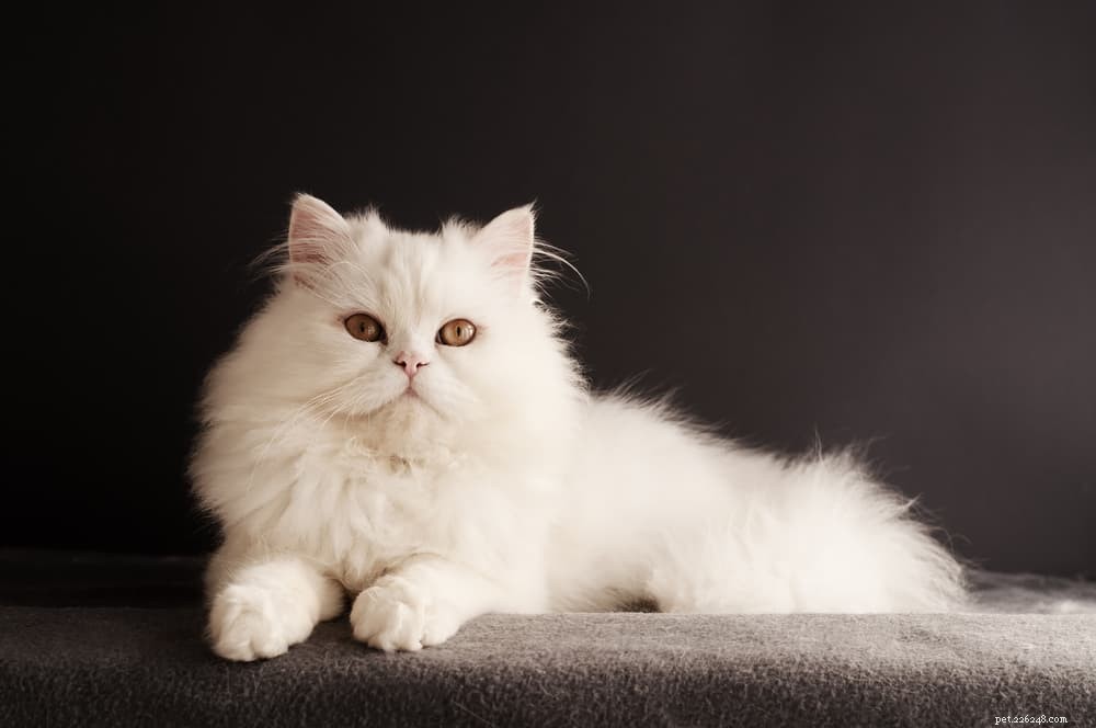 Discover the Persian Cat: Elegant, Loyal, and Perfect for Lap-Sitting