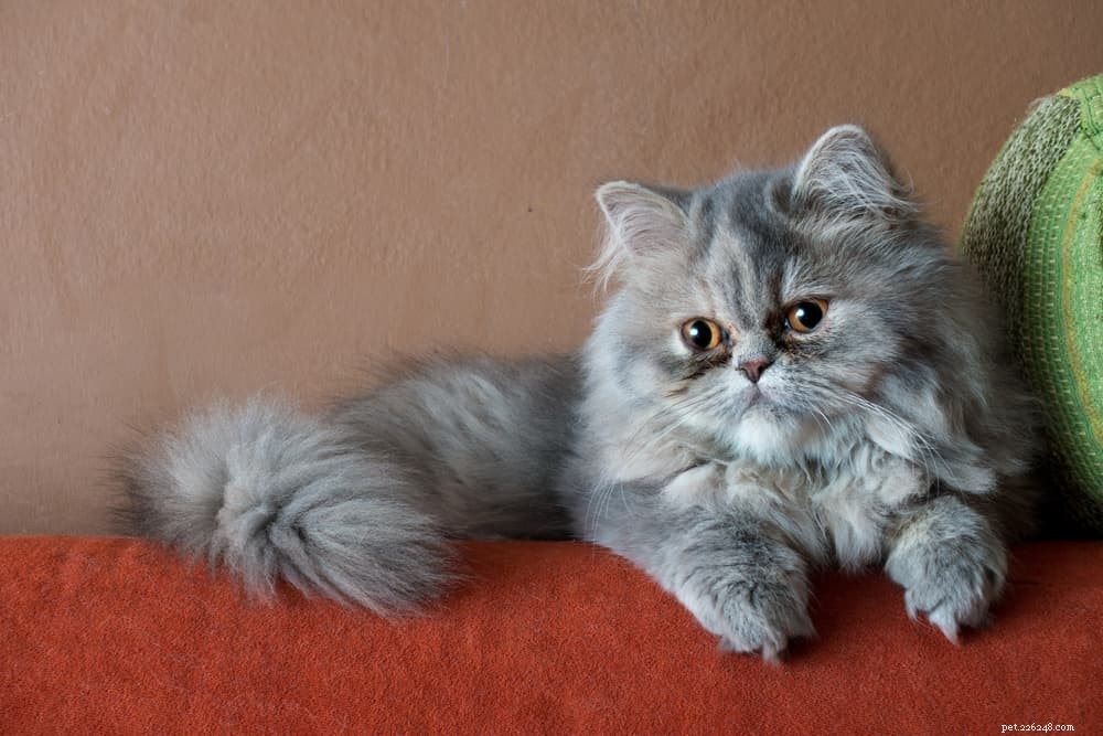 Discover the Persian Cat: Elegant, Loyal, and Perfect for Lap-Sitting