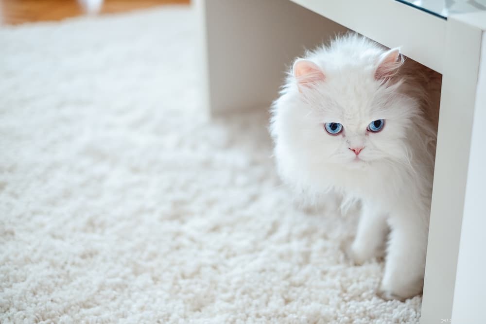 Discover the Persian Cat: Elegant, Loyal, and Perfect for Lap-Sitting
