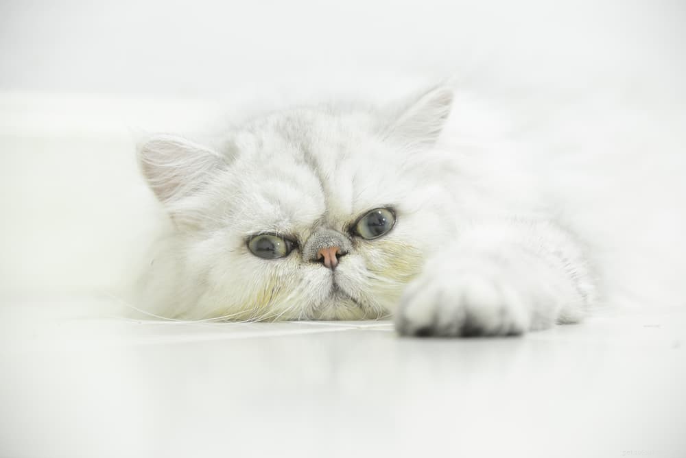 Discover the Persian Cat: Elegant, Loyal, and Perfect for Lap-Sitting