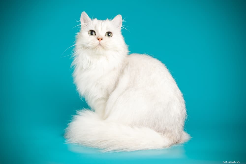 Discover the Persian Cat: Elegant, Loyal, and Perfect for Lap-Sitting