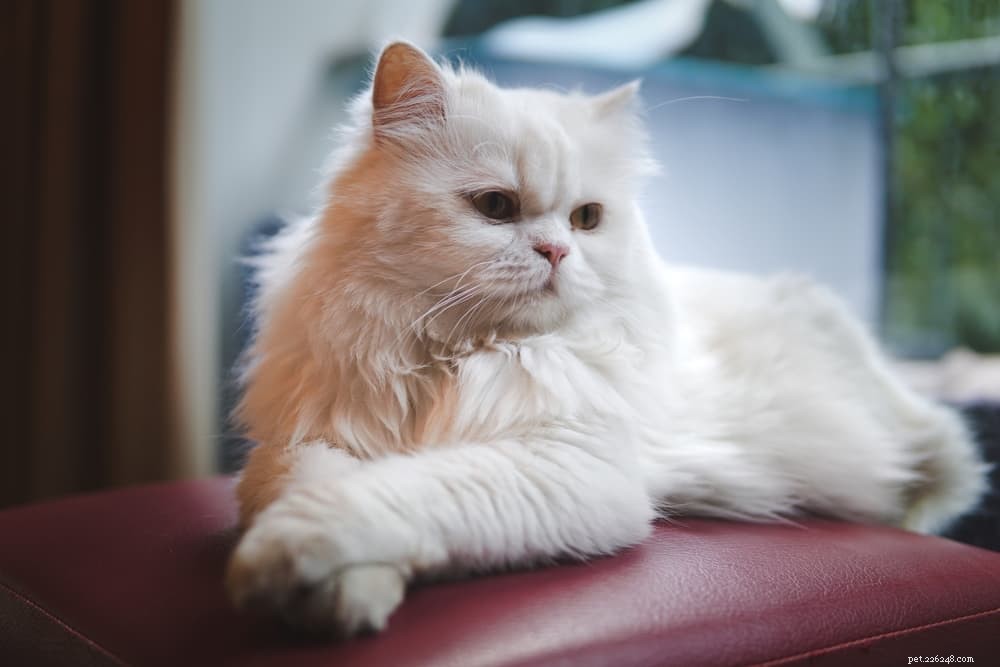 Discover the Persian Cat: Elegant, Loyal, and Perfect for Lap-Sitting