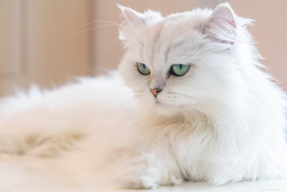 Discover the Persian Cat: Elegant, Loyal, and Perfect for Lap-Sitting