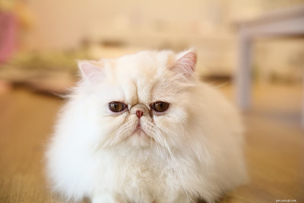 Discover the Persian Cat: Elegant, Loyal, and Perfect for Lap-Sitting