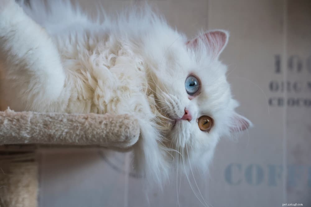 Discover the Persian Cat: Elegant, Loyal, and Perfect for Lap-Sitting