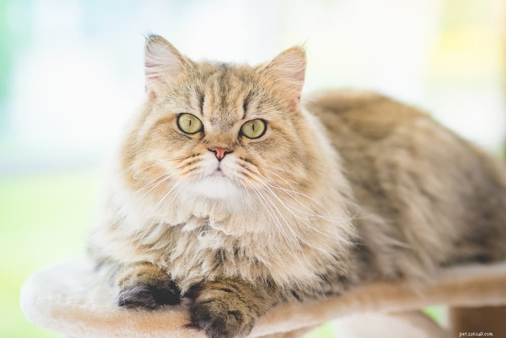 Discover the Persian Cat: Elegant, Loyal, and Perfect for Lap-Sitting
