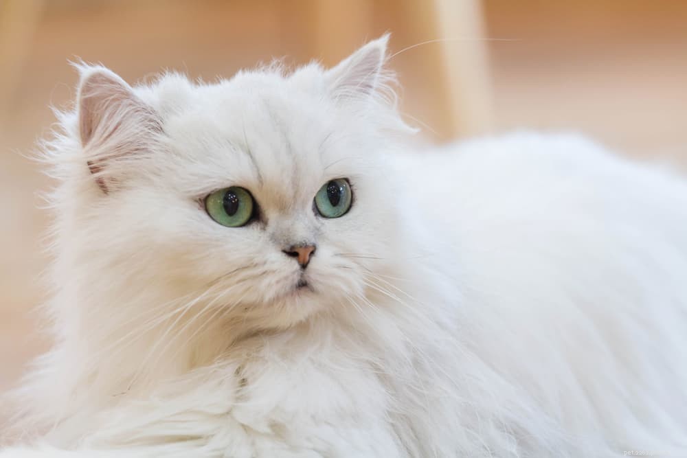 Discover the Persian Cat: Elegant, Loyal, and Perfect for Lap-Sitting