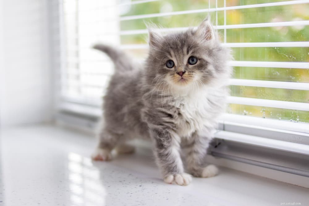 Discover the Persian Cat: Elegant, Loyal, and Perfect for Lap-Sitting
