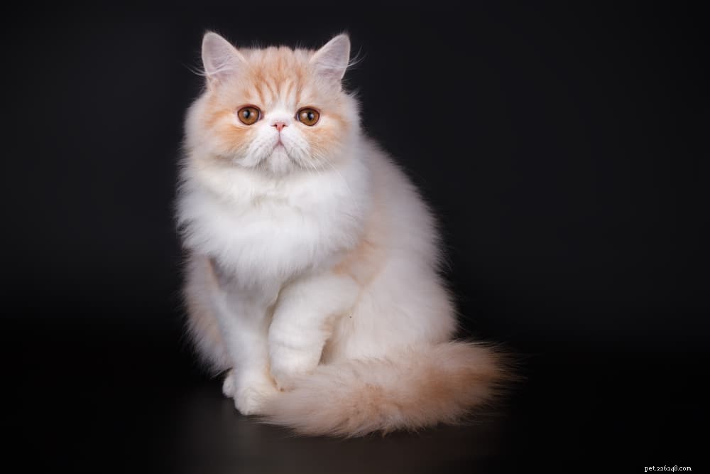 Discover the Persian Cat: Elegant, Loyal, and Perfect for Lap-Sitting