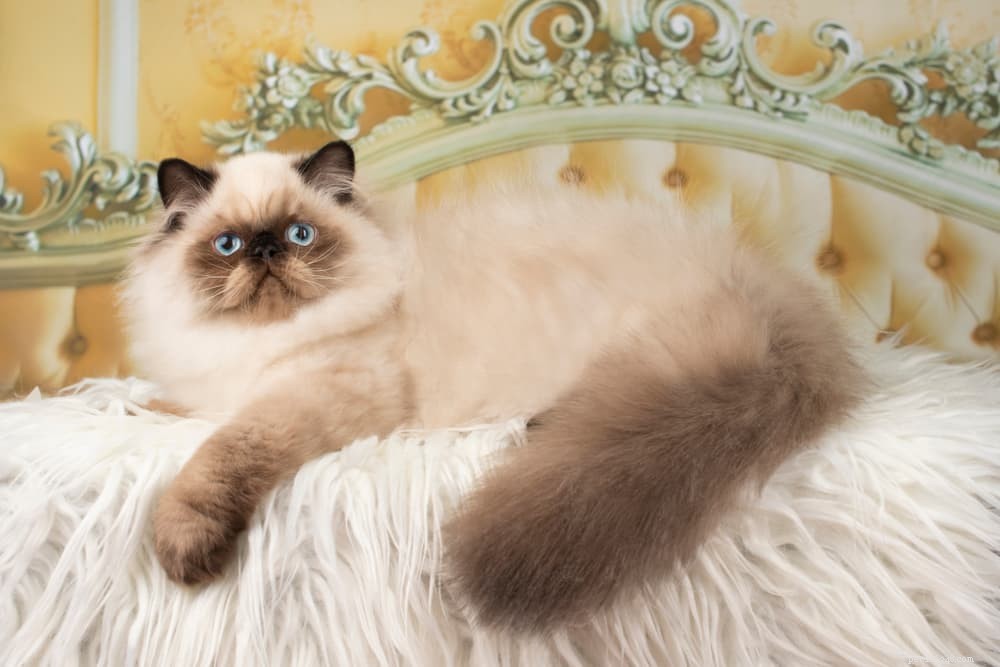 Discover the Persian Cat: Elegant, Loyal, and Perfect for Lap-Sitting