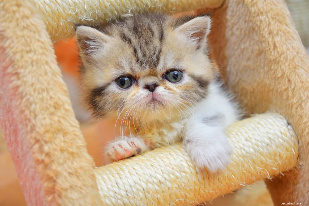 Discover the Persian Cat: Elegant, Loyal, and Perfect for Lap-Sitting
