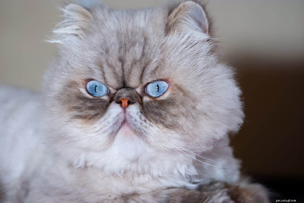 Discover the Persian Cat: Elegant, Loyal, and Perfect for Lap-Sitting