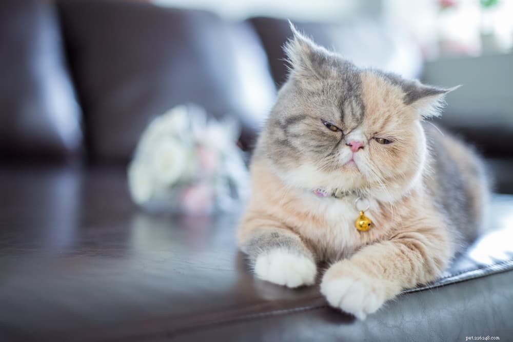 Discover the Persian Cat: Elegant, Loyal, and Perfect for Lap-Sitting