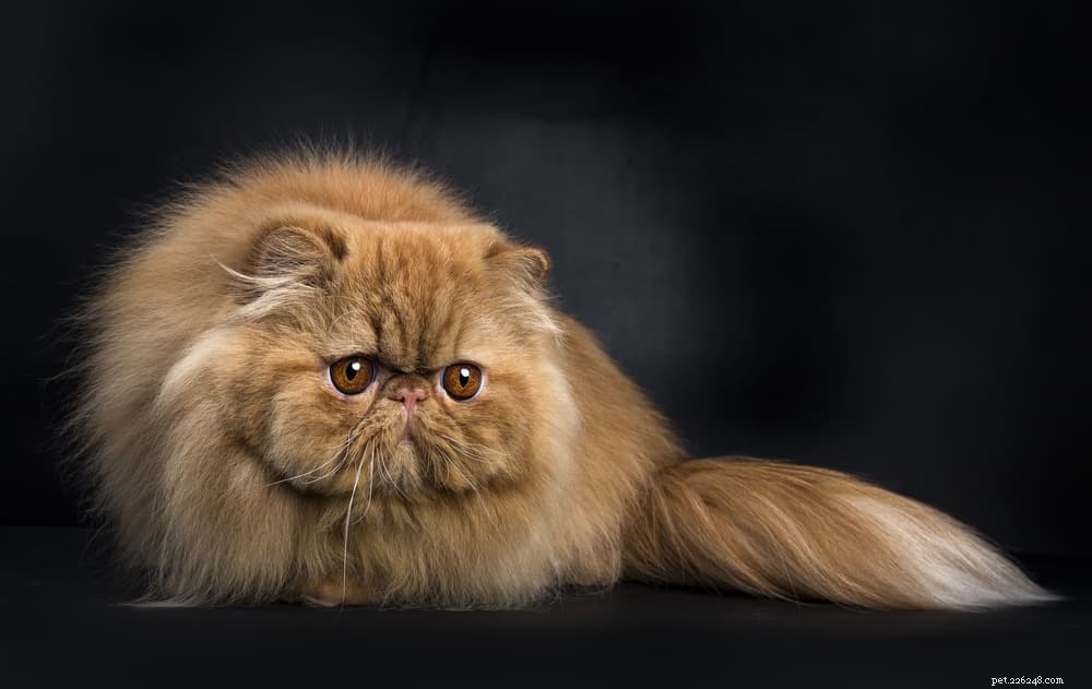 Discover the Persian Cat: Elegant, Loyal, and Perfect for Lap-Sitting