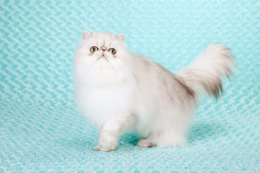 Discover the Persian Cat: Elegant, Loyal, and Perfect for Lap-Sitting