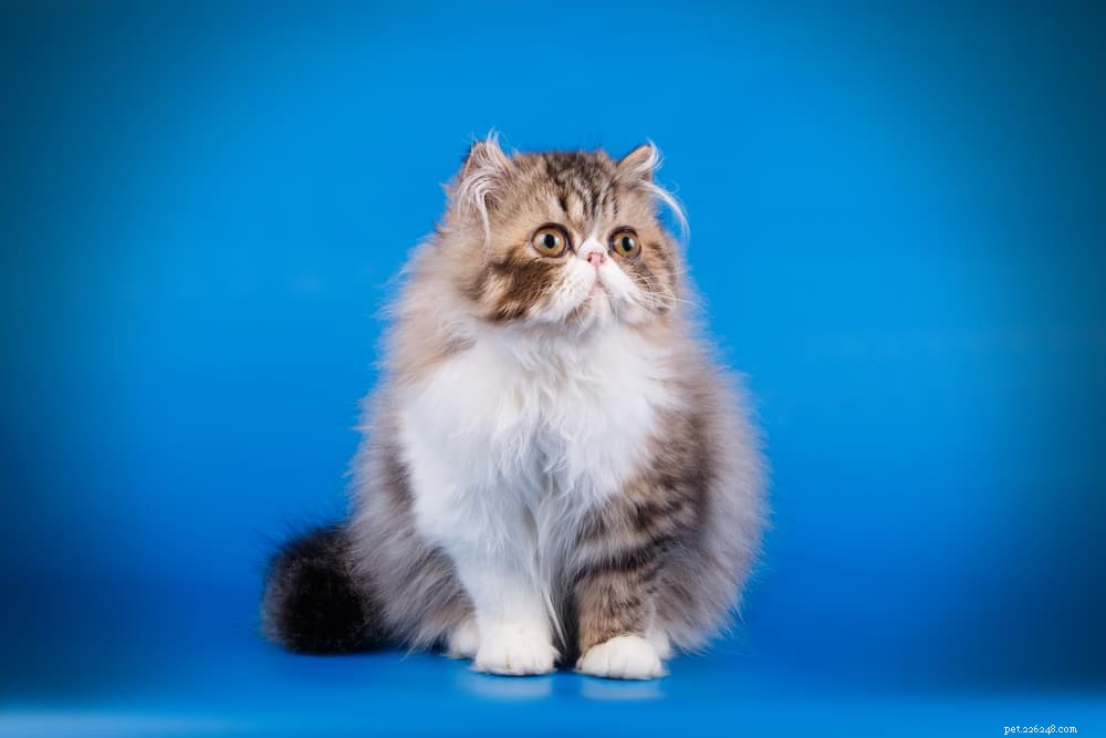 Discover the Persian Cat: Elegant, Loyal, and Perfect for Lap-Sitting