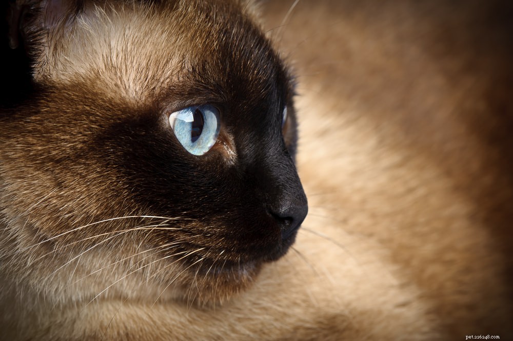 Siamese Cats: Royal Heritage, Affectionate Companions & Longevity – A Complete Guide