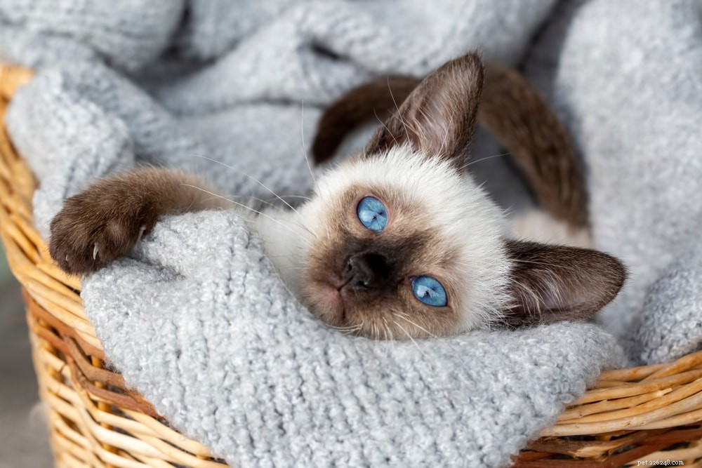 Siamese Cats: Royal Heritage, Affectionate Companions & Longevity – A Complete Guide