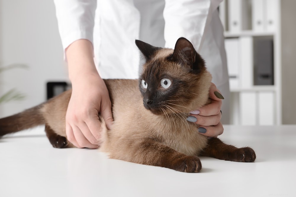Siamese Cats: Royal Heritage, Affectionate Companions & Longevity – A Complete Guide