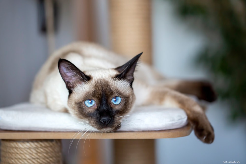 Siamese Cats: Royal Heritage, Affectionate Companions & Longevity – A Complete Guide