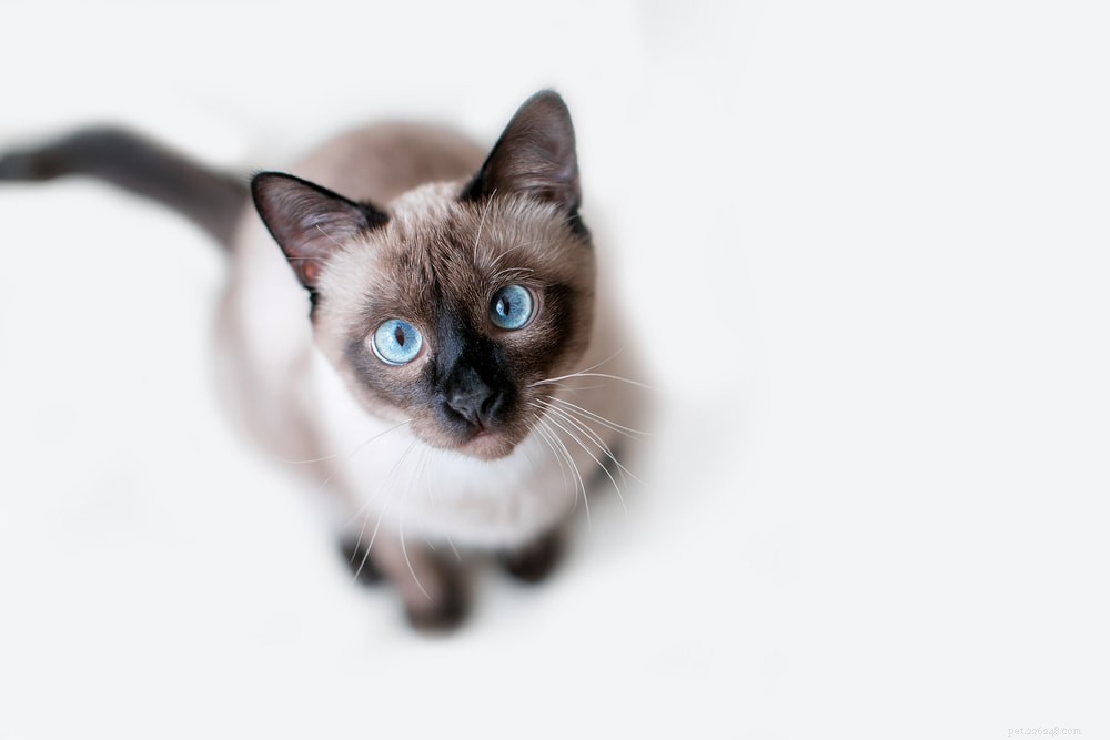 Siamese Cats: Royal Heritage, Affectionate Companions & Longevity – A Complete Guide