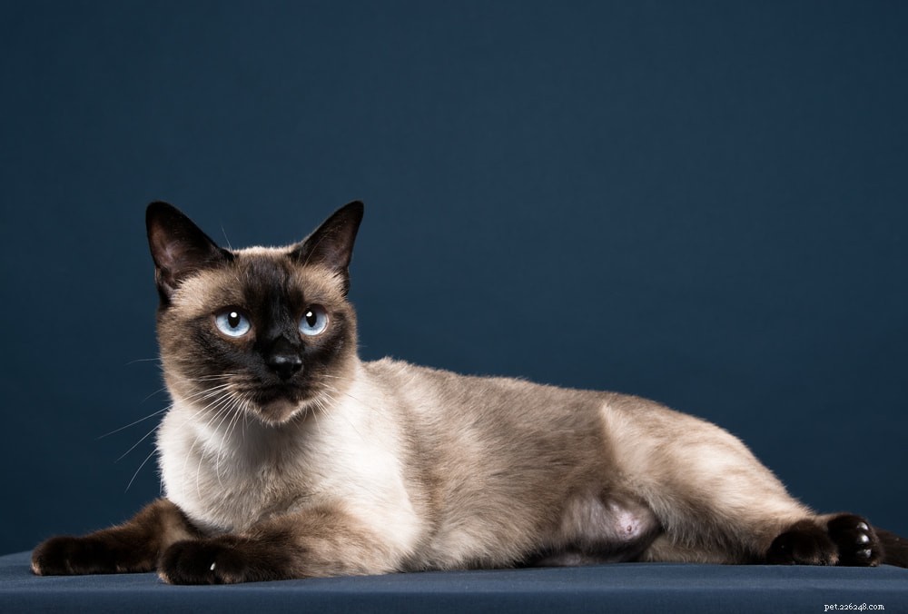 Siamese Cats: Royal Heritage, Affectionate Companions & Longevity – A Complete Guide