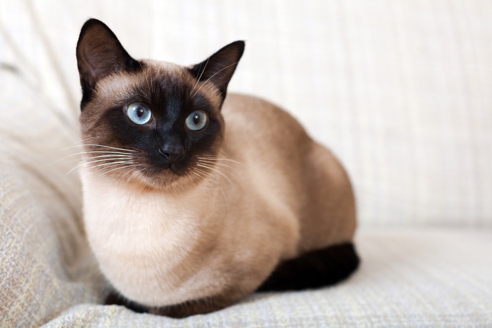 Siamese Cats: Royal Heritage, Affectionate Companions & Longevity – A Complete Guide