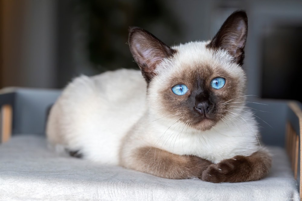 Siamese Cats: Royal Heritage, Affectionate Companions & Longevity – A Complete Guide