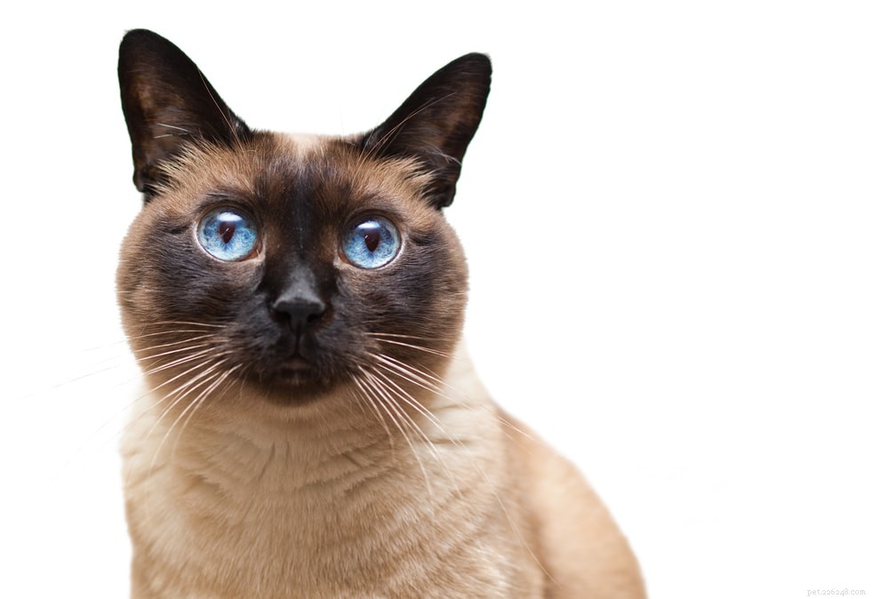 Siamese Cats: Royal Heritage, Affectionate Companions & Longevity – A Complete Guide