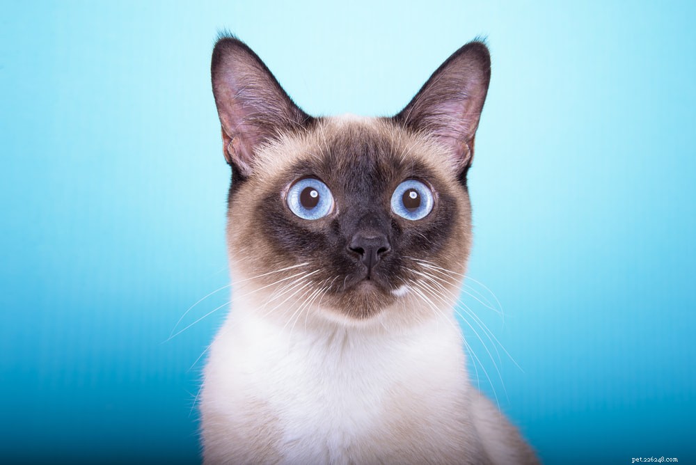 Siamese Cats: Royal Heritage, Affectionate Companions & Longevity – A Complete Guide