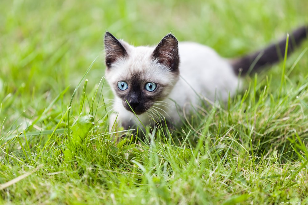 Siamese Cats: Royal Heritage, Affectionate Companions & Longevity – A Complete Guide