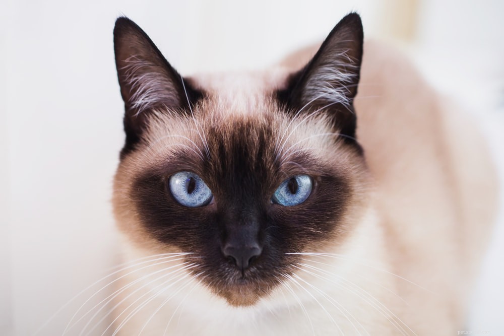 Siamese Cats: Royal Heritage, Affectionate Companions & Longevity – A Complete Guide