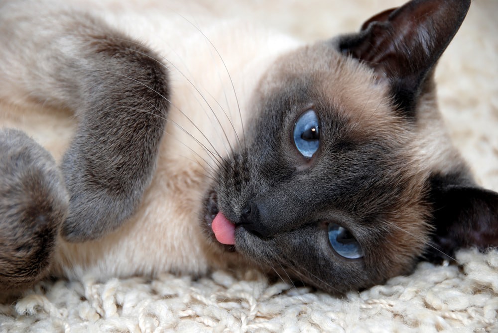 Siamese Cats: Royal Heritage, Affectionate Companions & Longevity – A Complete Guide