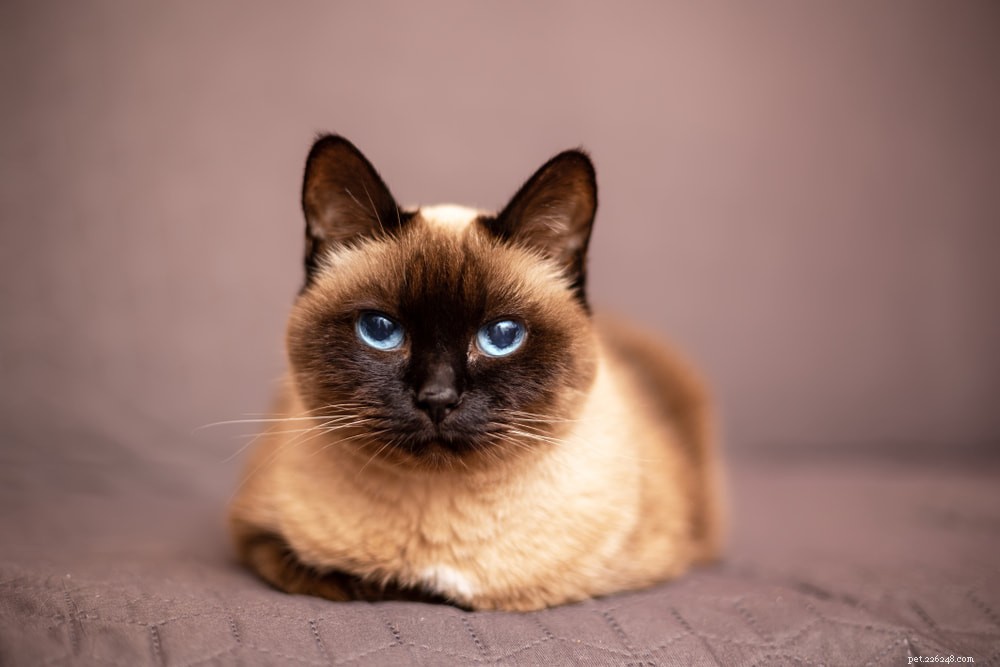 Siamese Cats: Royal Heritage, Affectionate Companions & Longevity – A Complete Guide