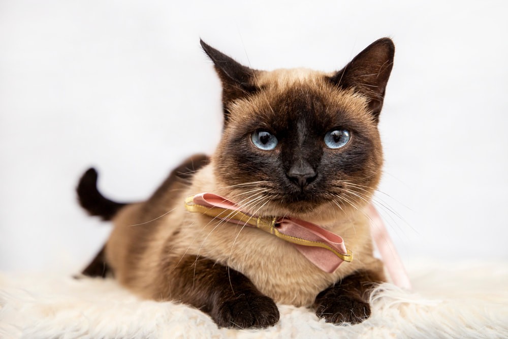 Siamese Cats: Royal Heritage, Affectionate Companions & Longevity – A Complete Guide