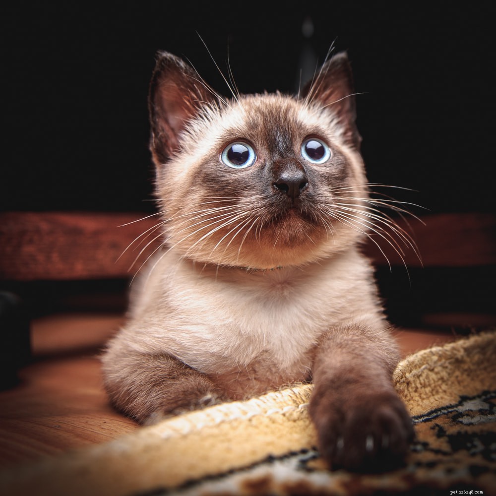Siamese Cats: Royal Heritage, Affectionate Companions & Longevity – A Complete Guide