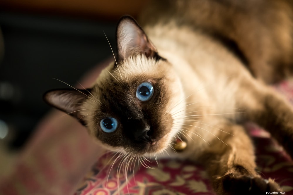 Siamese Cats: Royal Heritage, Affectionate Companions & Longevity – A Complete Guide