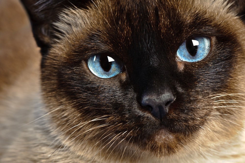 Siamese Cats: Royal Heritage, Affectionate Companions & Longevity – A Complete Guide