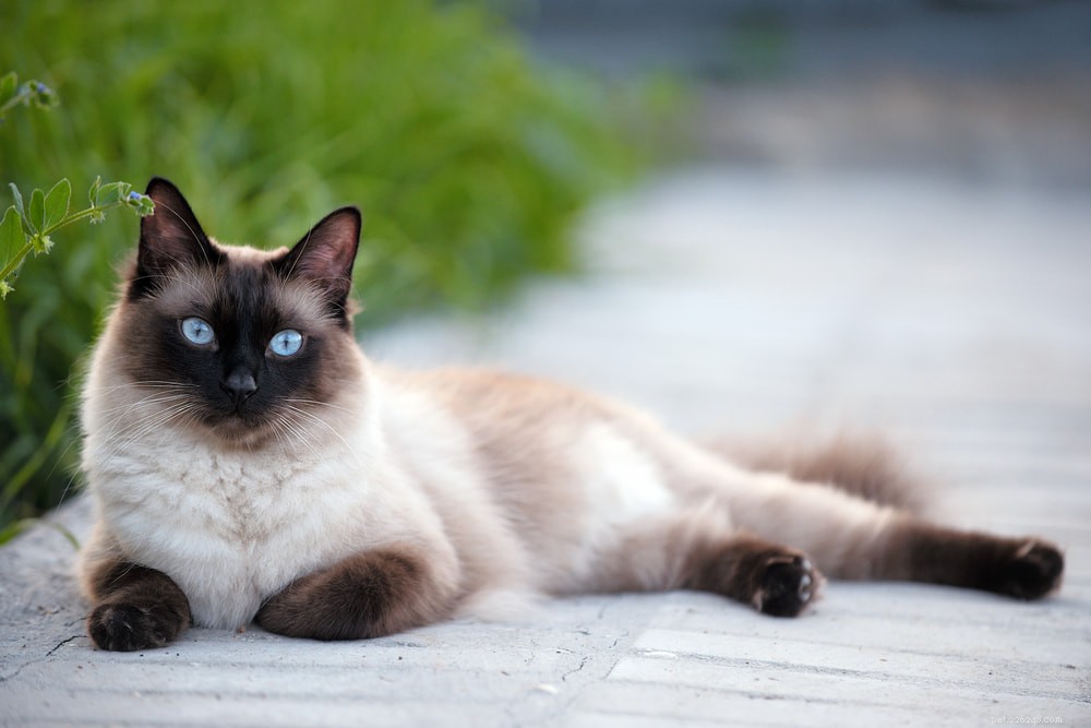 Siamese Cats: Royal Heritage, Affectionate Companions & Longevity – A Complete Guide