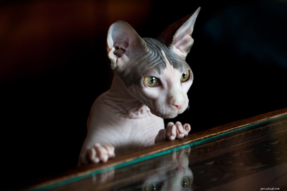 Sphynx Cat: A Hairless, Playful Companion for Families