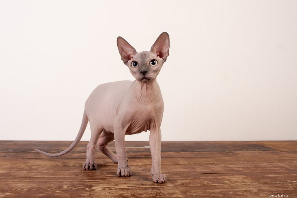 Sphynx Cat: A Hairless, Playful Companion for Families