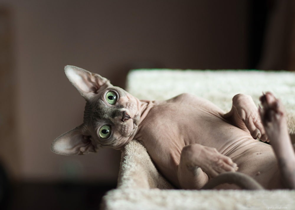 Sphynx Cat: A Hairless, Playful Companion for Families