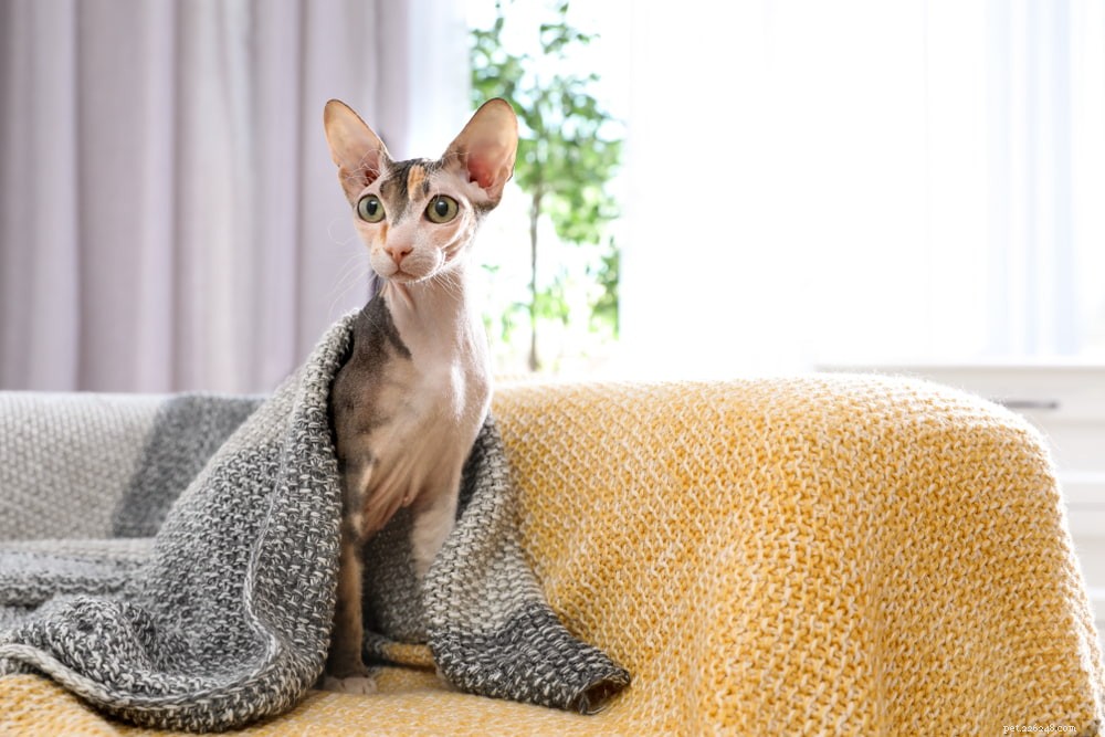 Sphynx Cat: A Hairless, Playful Companion for Families