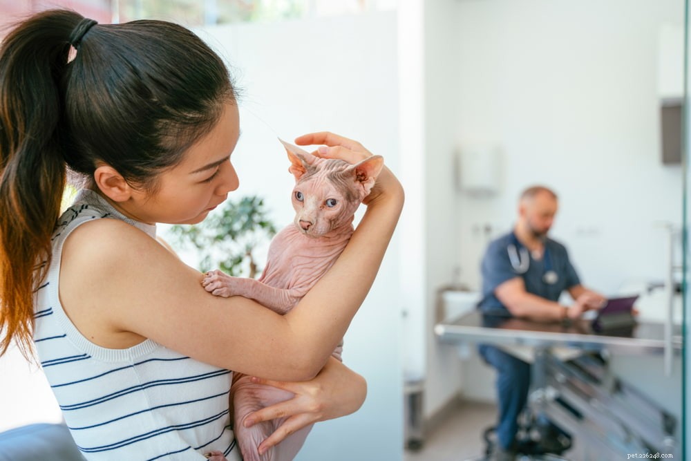 Sphynx Cat: A Hairless, Playful Companion for Families