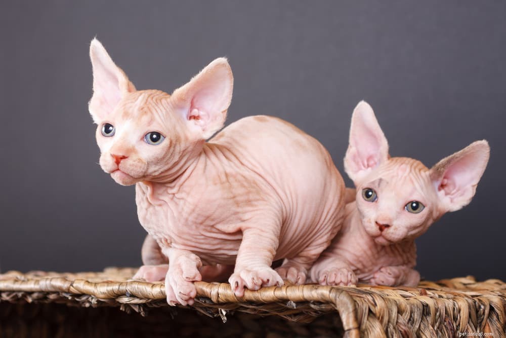 Sphynx Cat: A Hairless, Playful Companion for Families