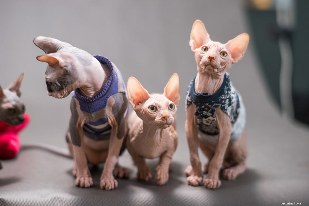 Sphynx Cat: A Hairless, Playful Companion for Families