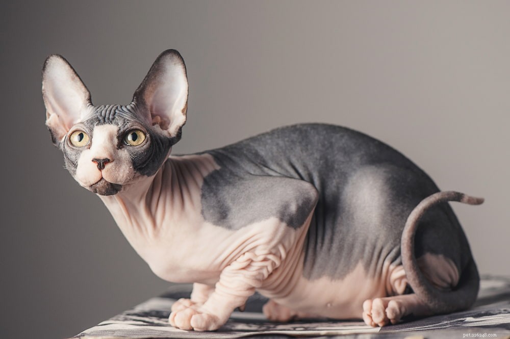 Sphynx Cat: A Hairless, Playful Companion for Families